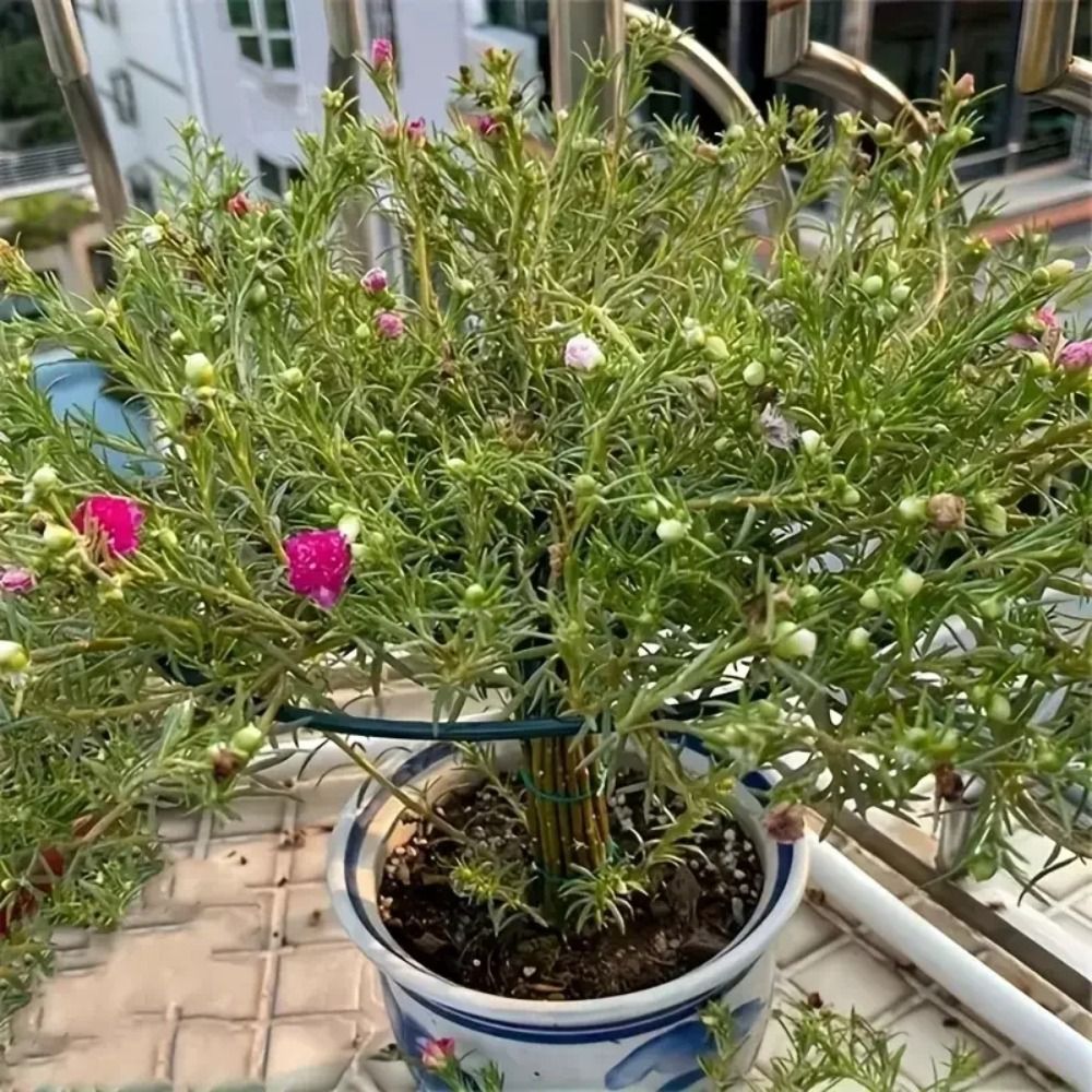 Yeni S/M/L Bonsai Tırmanma Çer - Bonsai Garden Stand incelemesi ve fiyatı