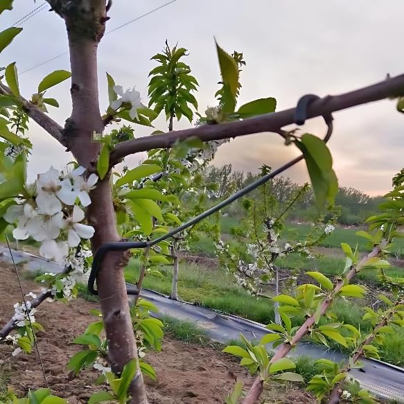 Ayarlanabilir Meyve Ağacı Dal  - Bonsai Garden Plants incelemesi ve fiyatı