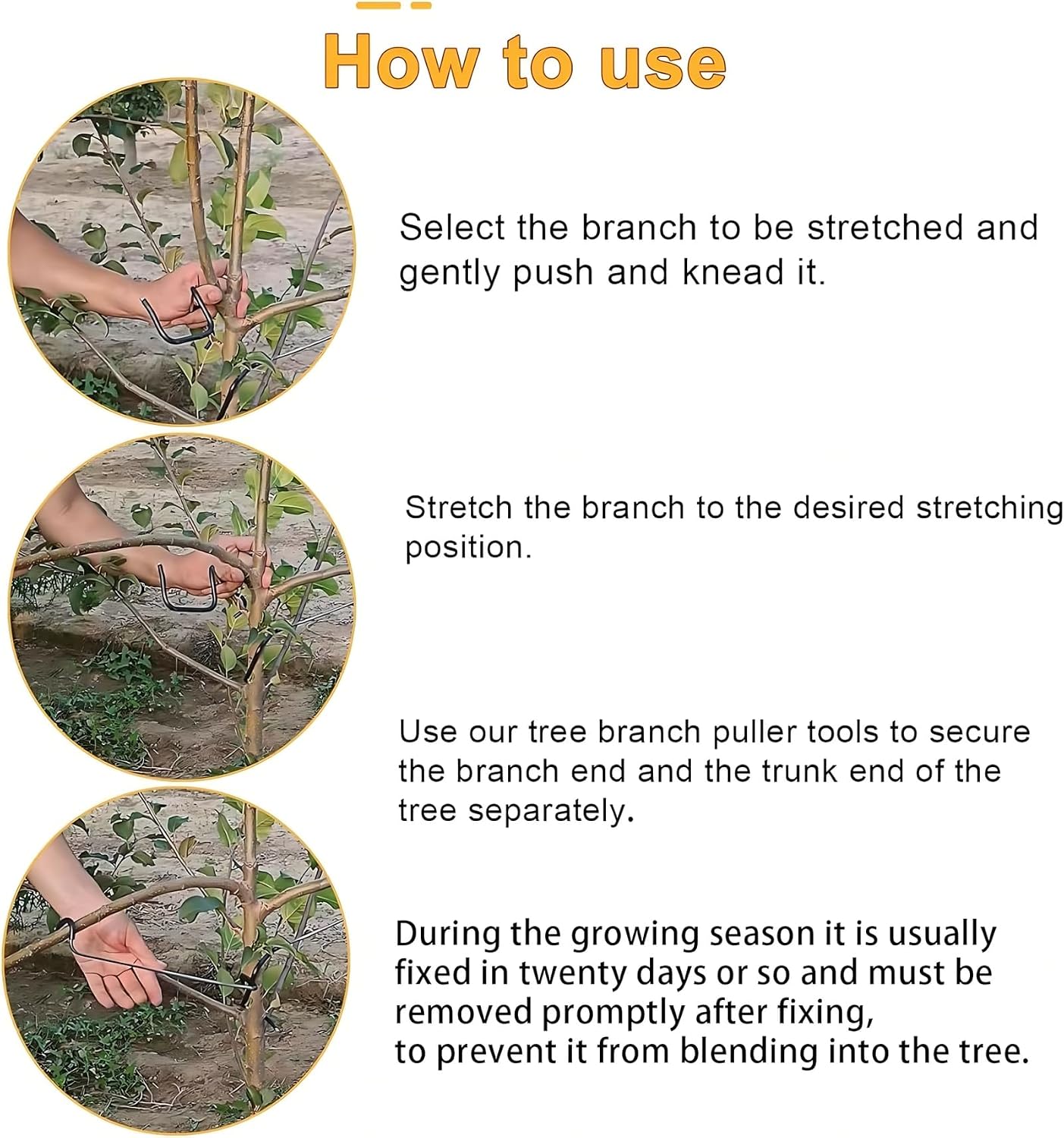 Ayarlanabilir Meyve Ağacı Dal  - Bonsai Garden Plants incelemesi ve fiyatı